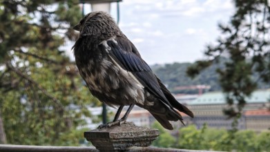 Close-up of a crow (corvidae) sitting on a railing with cityscape in the background, Prague, Czech