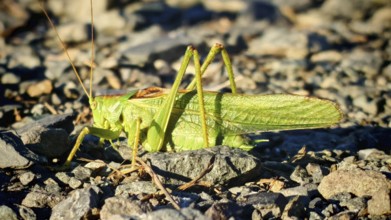 Close-up of a grasshopper Great green bush cricket (tettigonia viridissima) on stony ground in