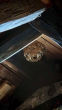A hornet (vespa crabro) nest hangs in a dark corner of a wooden attic, Franconian Forest nature
