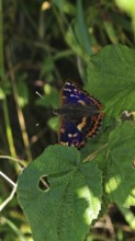 A colourful butterfly Lesser purple emperor (apatura ilia) with a unique pattern sits on a green