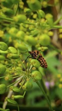 Red and black spotted stink bug (Graphosoma italicum) insect on a green plant in close-up,