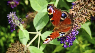 Close-up, dayPeacock butterfly (aglais io) posing on a violet flower in the sunshine, Franconian