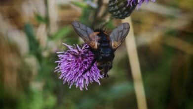 Close-up, giant tachinid fly (Nowickia ferox) with distinctive pattern on a purple thistle flower