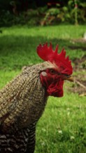Close-up of a cockerel (gallus) with bright red comb on grass, Franconian Switzerland