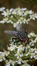 Flesh fly (sarcophagidae) detailed on white flowers in natural environment, Franconian Forest