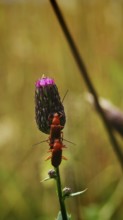 Two red Common red soldier beetles (Rhagonycha fulva) mating on a pink thistle flower (carduus) in
