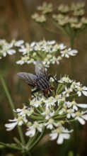 Close-up of a flesh fly (sarcophagidae) on white flowers in a natural environment, Franconian