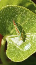 Colourful rhododendron cicada (Graphocephala fennahi) resting on a textured green leaf, Franconian