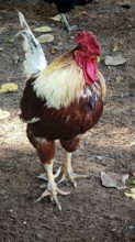 A proud rooster (gallus) stands on a rural ground, Upper Franconia