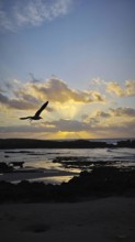 A seagull (Larinae) flies over the sea in front of a sunset, surrounded by dramatic clouds,