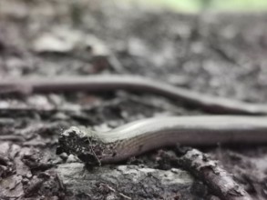 Close-up, A slow worm (anguis fragilis) slithers across the ground, surrounded by a blurred