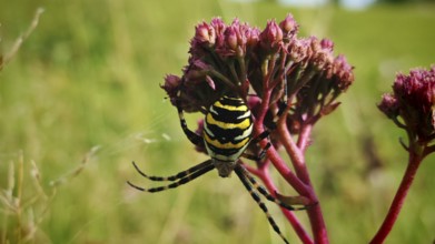 Wasp spider (argiope bruennichi) on a flower in the middle of a green meadow, sunny atmosphere,