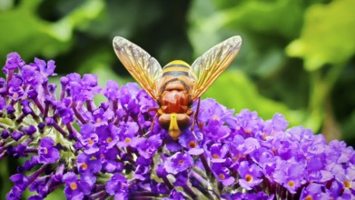 Close-up, hornet hoverfly (volucella zonaria) with detailed pattern on bright purple flowers,
