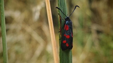 Butterfly six-spotted ram (Zygaena filipendulae) on a blade of grass in natural surroundings,