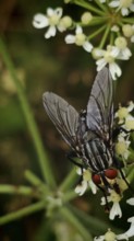 Flesh fly (sarcophagidae) with red eyes on white flowers in detail, Franconian Forest nature park