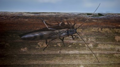 Close-up of a stonefly (Plecoperta) with long wings sitting on a piece of wood, surrounded by