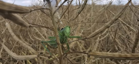 Great green bush cricket (Tettigonia viridissima) is well camouflaged on a dried plant field,