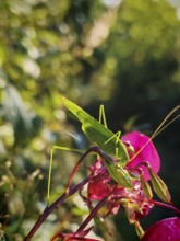 Great green bush cricket (tettigonia viridissima) grasshopper on a pink flower with natural