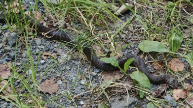 A smooth snake (coronella austriaca) crawls over a grass-covered path full of stones, Franconian