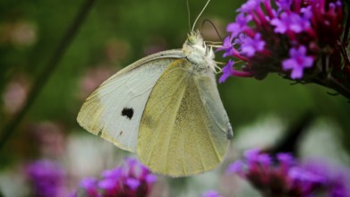 Close-up of a Small white butterfly (Pieris rapae) on purple flowers in a natural environment,