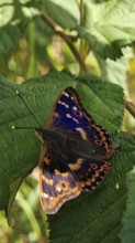 Close-up of colourful butterfly Lesser purple emperor (apatura ilia) with unique pattern sitting on