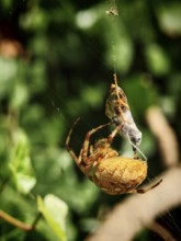 Close-up of a garden cross spider (araneus diadematus) has caught a prey wasp (vespinae) in its