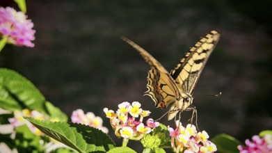 A yellow butterfly swallowtail (papilio machaon) nibbling on bright flowers in close-up, Montenegro
