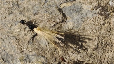 An ant (messor) carries building material over an earthy surface, North Macedonia