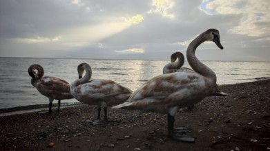 Four swans (Cygnus) standing on the shore in dim light and cloudy sky, Lake Ohrid, North Macedonia