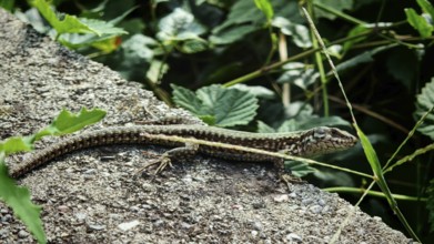A wall lizard (podarcis muralis) sunbathing on a stone surrounded by green leaves, close-up, Kosovo