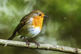 European Robinin in his environment. His Latin name is Erithacus rubecula