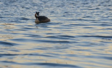 Great Crested Grebe (Podiceps Scalloped ribbonfish) swimming alone in blue and golden shimmering