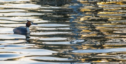 Great crested grebe (Podiceps scalloped ribbonfish) swimming in vivid golden light reflections and