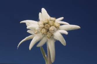 Alpine edelweiss, Leontopodium nivale, plant species from the genus Leontopodium (edelweiss) within