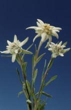 Alpine edelweiss, Leontopodium nivale, plant species from the genus Leontopodium (edelweiss) within