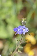 Gamander speedwell (Veronica chamaedrys), men's fritillary, flowers in a deciduous forest, blue