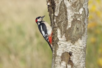 Great spotted woodpecker (Dendrocopus major), male, foraging on the trunk of a common birch (Betula