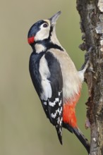Great spotted woodpecker (Dendrocopus major), male, foraging on the trunk of a common birch (Betula
