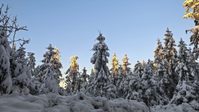Snow-covered spruce (picea) forest in winter with trees illuminated by the sun, Rennsteig,