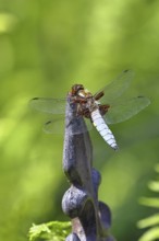 Flat-bellied dragonfly (Libellula depressa), family of damselflies (Libellulidae), male sitting on