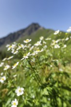 Mountain panorama with white alpine anemones (Pulsatilla alpina ssp. alpina), behind it the