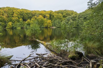 Herthasee, fallen tree trunk, trees with autumn colors, Jasmund National Park, Sassnitz, Rügen