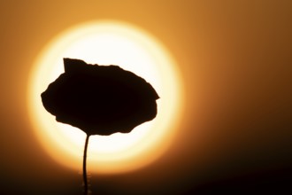Common field poppy (Papaver rhoeas) silhouette of a single wildflower flower in summer at sunset,