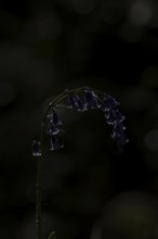 Common english bluebell (Hyacinthoides non-scripta) single blue wildflower flower in spring,