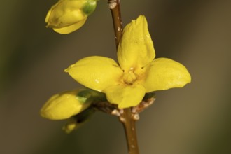 Forsythia single yellow garden shrub flower in winter, England, United Kingdom