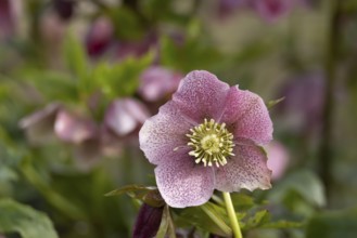 Hellebore single purple garden flower in winter, England, United Kingdom