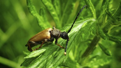 Close-up of a red longhorned beetle (Stictoleptura rubra) on a green leaf in sunlight, Franconian