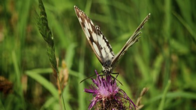 A chequerboard butterfly (melanargia galathea) on a purple flower in the grass, frankenwald nature