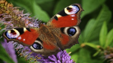 A peacock eye (aglais io) with red wings on a purple flower against a green background, frankenwald
