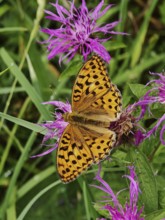 An orange emperor butterfly (argynnis paphia) on a purple flower in a meadow, Franconian Forest